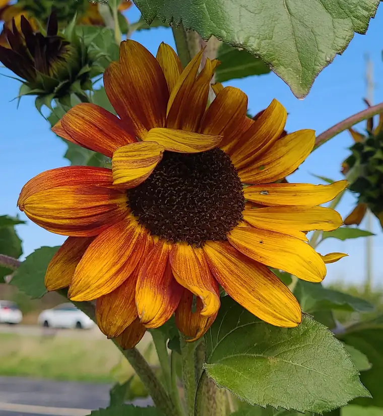 A sunflower in bloom in Bethel's community garden against a blue sky.